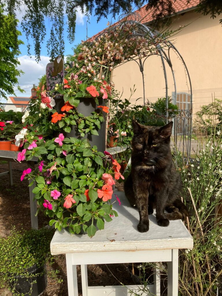 Home – Blumenhof Kerst Walschleben, Bild 1