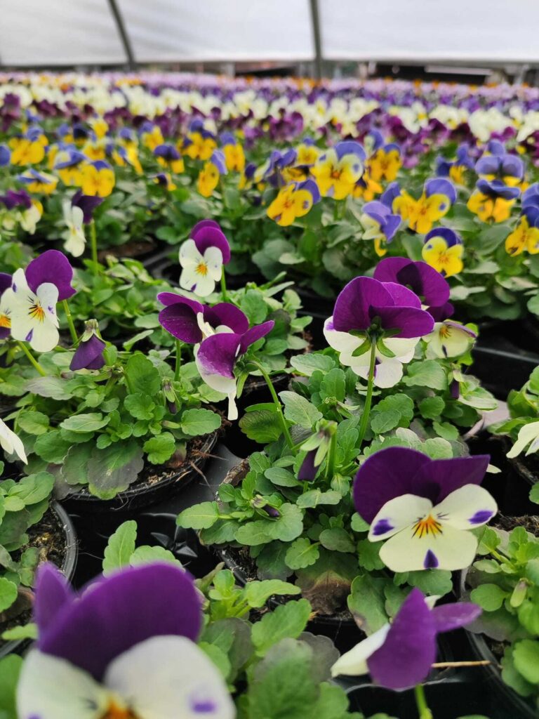 Bepflanzung – Blumenhof Kerst Walschleben, Bild 5