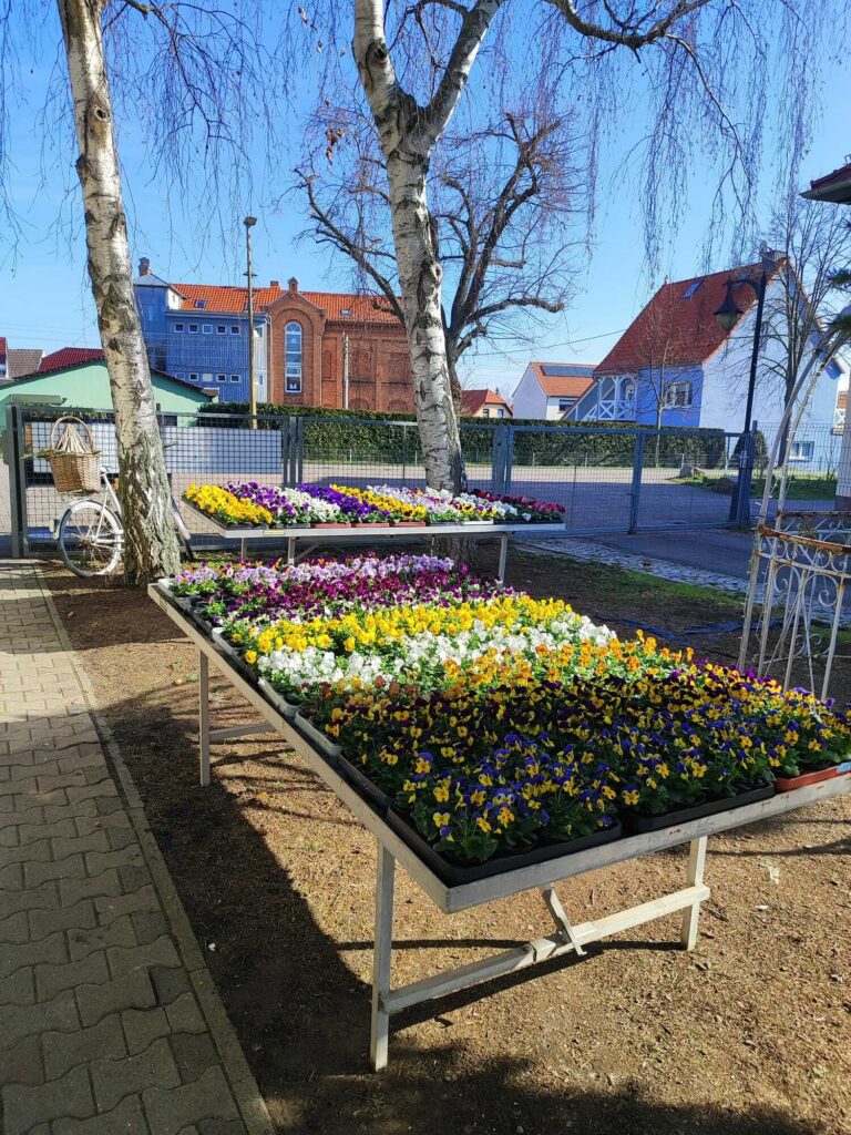 Bepflanzung – Blumenhof Kerst Walschleben, Bild 2