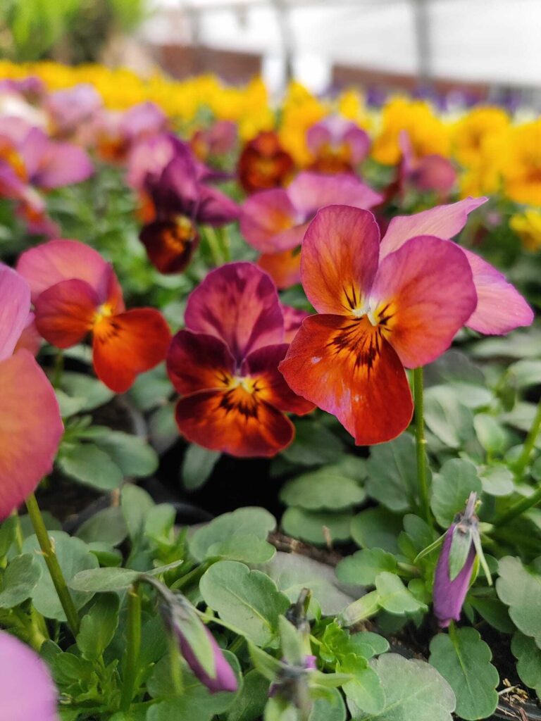 Bepflanzung – Blumenhof Kerst Walschleben, Bild 3