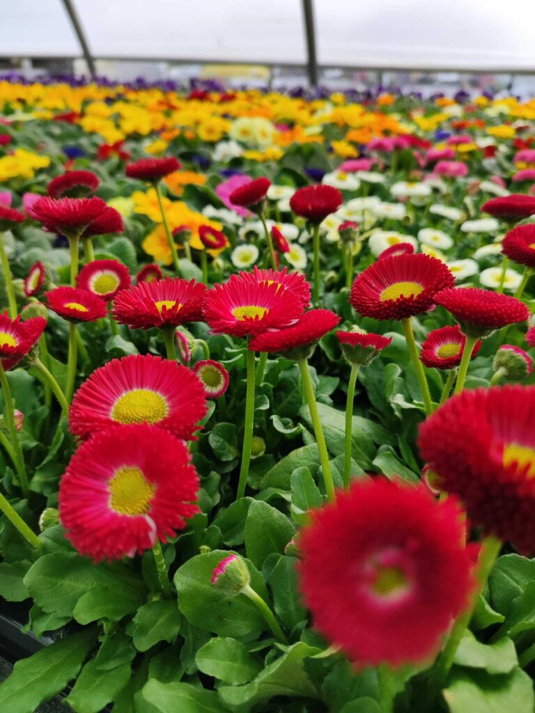 Bepflanzung – Blumenhof Kerst Walschleben, Bild 4