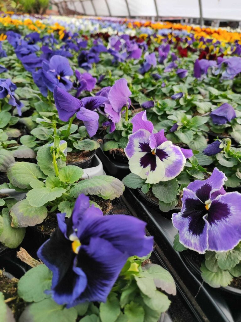 Bepflanzung – Blumenhof Kerst Walschleben, Bild 7