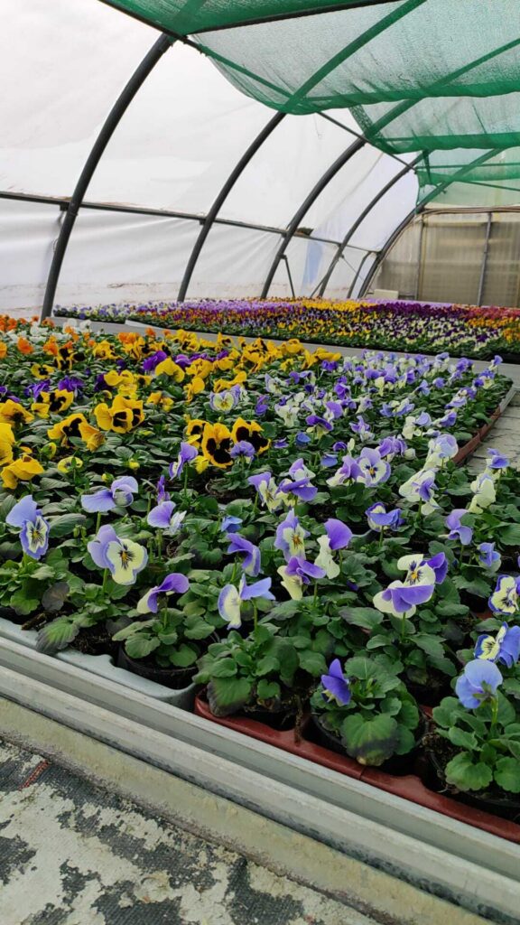 Bepflanzung – Blumenhof Kerst Walschleben, Bild 8